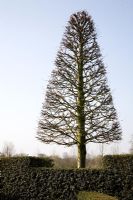 Topiary tree in early Spring