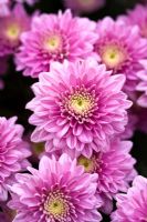 Crysanthemum 'Pink Mundial'