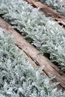 Senecio cineraria 'Silver Dust' syn Cineraria maritima growing between wooden sleepers