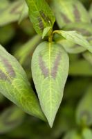 Persicaria odorata - Vietnamese Coriander 