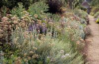 Artemisia 'Valerie Finnis', Allium sphaerocephalon, Red orache and Veronicarstrum album - Parham House and Garden, Sussex