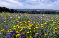 Sussex meadow with cornflowers, English and Californian poppies and corn marigolds