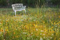 Escscholzia, Rudbeckia hirta and Pyrethrum in meadow with painted white bench - The Oast House Sussex 

