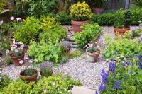 Gravel path with evergreen shrubs in terracotta pots, perennials and annuals to give colour in June - High Meadow Garden, Cannock Wood, Staffordshire 