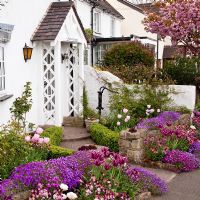 Tulips, Wallflowers and Aubretia with clipped box hedges in front garden - NGS, Grafton Cottage, Barton-under-Needwood, Staffordshire
