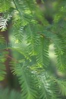 Metasequoia glyptostroboides 'National'