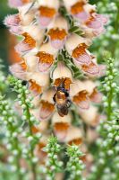 Bombus pascuorum - Common Carder bumble bee feeding on Digitalis ferruginea