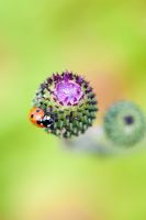 Ladybird on Cirsium - Ornamental thistle