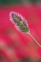 Pennisetum thunbergii 'Red Buttons' - Fountain grass