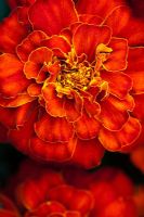 Tagetes patula 'Durango Red' - French marigolds