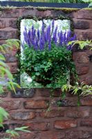 Salvia in hanging basket agianst a mirror on old brick wall giving the illusion of a window - RHS Tatton Park flower show 2010