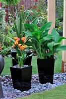 Exotic plants in metal containers. Zantedeschia, Musa - Banana and Palm 