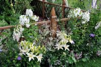 White border along wooden fence, planting of Lilium 'Reinesse', Phlox 'David' and Gypsophylla - RHS Tatton park flower Show 2010 