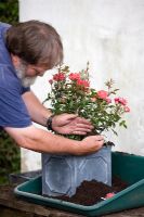 Man potting up a patio rose