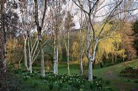 Betula ermanii 'Graywsood Hill' AGM on right in a glade of Birches and Eucalytpus at Marwood Hill Gardens, North Devon