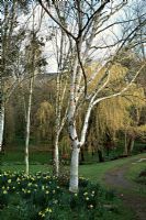 Betula ermanii 'Graywsood Hill' AGM in a glade of Birches and Eucalytpus at Marwood Hill Gardens, North Devon