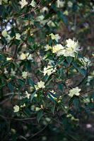 Rhododendron lutescens at Marwood Hill Gardens, North Devon