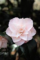 Camellia japonica 'Berenice Perfection' at Marwood Hill Gardens, North Devon