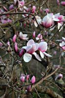 Magnolia 'Iolanthe' at Marwood Hill Gardens