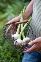 Allium sativum 'Solent Wight' - Man holding garlic in a wire basket