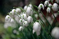 Galanthus 'Dionysus' - Double snowdrops