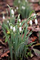 Galanthus nivalis 'Viridapice' - Snowdrops at Little Cumbre, Exeter, February