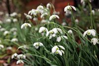 Galanthus 'Dionysus' - Snowdrops at Little Cumbre, Exeter during February