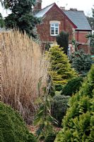 Miscanthus sinensis and the golden Abies nordmanniana 'Golden Spreader' AGM during winter at Foxhollow Garden near Poole, Dorset