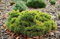 Pinus mugo subsp. unciniata 'Grüne Welle' with Pinus strobus 'Green Twist' behind at Foxhollow Garden near Poole, Dorset