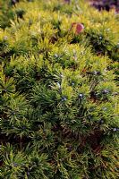Pinus mugo subsp. unciniata 'Grüne Welle' at Foxhollow Garden near Poole, Dorset