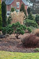 Bonsai trained Pinus nigra 'Black Prince' with Miscanthus sinensis 'Flamingo' at rear - Foxhollow Garden near Poole, Dorset