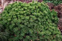 Pinus densiflora 'Low Glow' syn Pinus densiflora 'Low Grow' at Foxhollow Garden near Poole, Dorset