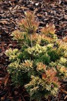 Pinus parviflora 'Doctor Landis Gold' at Foxhollow Garden near Poole, Dorset
