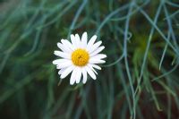 Argyranthemum gracile 'Chelsea Girl' - Marguerite or Paris Daisy