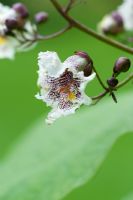 Catalpa bignonioides - Indian Bean Tree flower