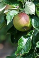 Malus Domestica - 'Cox's Orange Pippin' Apple