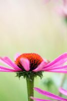 Echinacea purpurea 'Kims Knee High' - Coneflower
