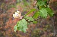 Magnolia hypoleuca - Whitebark Magnolia