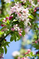 Malus - Apple blossom