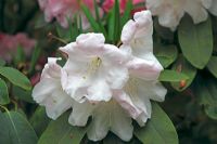 Rhododendron loderi 'St Edmund'