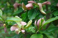 Magnolia x brooklynensis 'Woodsman'
