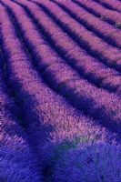 Field of purple Lavender near Valensole, Provence, France. July 
