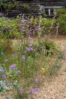The gravel garden with Verbena bonariensis at Docwra's Manor Garden. The garden opens for The National Garden Scheme 