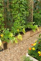 Marrow, Fennel and Runner beans growing in a raised bed - RHS Tatton Flower Show 2010
