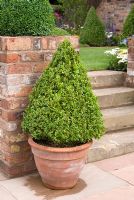 Conical Buxus - Box topiary in terracotta pot and adjacent brick wall. Steps leading to lawn. The Russell Watkinson Landscapes 'It's a Reflection of Life' garden - RHS Tatton Flower Show 2010