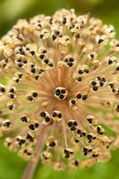 Allium stipitatum seedhead - Ornamental Onion