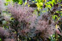 Cotinus 'Royal Purple' - Smokebush