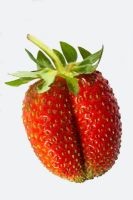 Strawberry 'Evra'