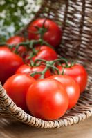 Blight Resistant Tomato 'Duo'