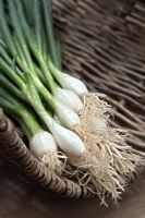 Bunching Allium - Spring Onion 'Performer'